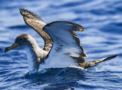 Cory's Shearwater