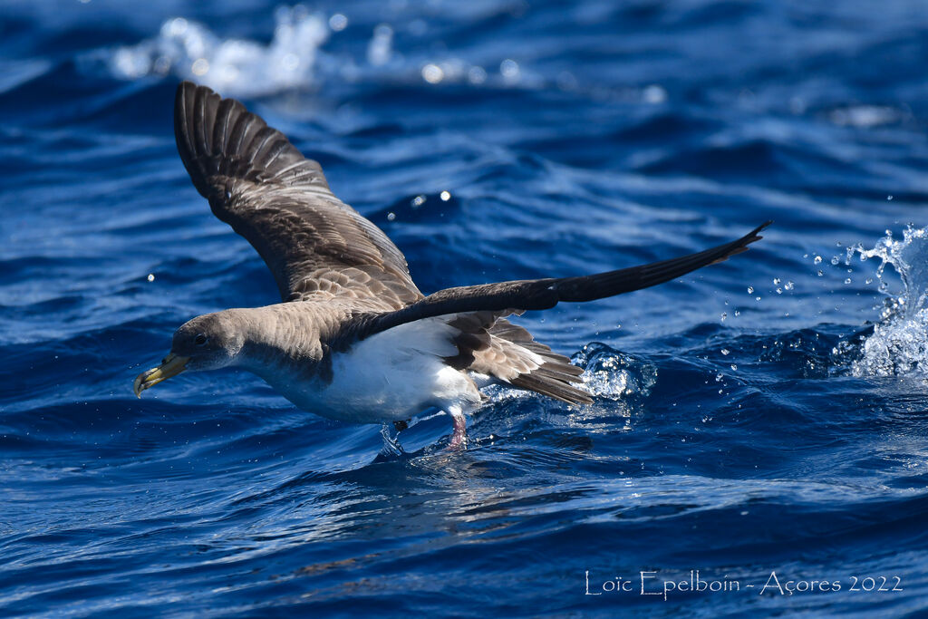 Cory's Shearwater