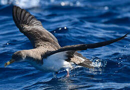 Cory's Shearwater