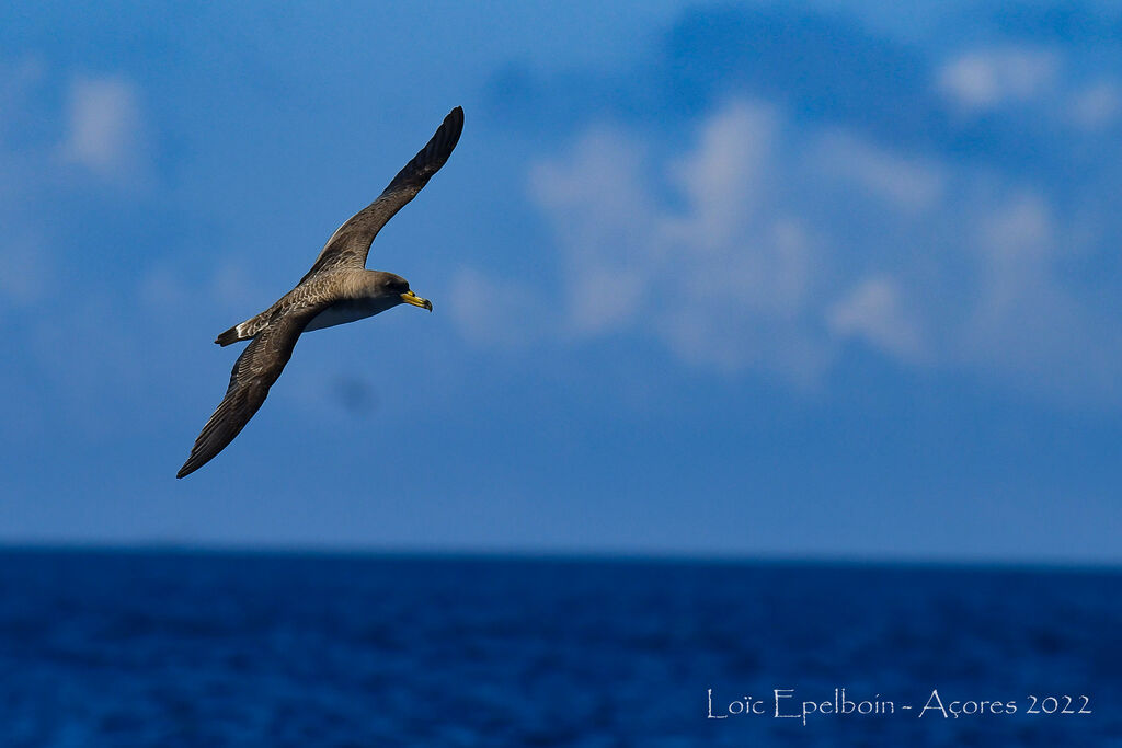 Cory's Shearwater