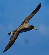 Cory's Shearwater