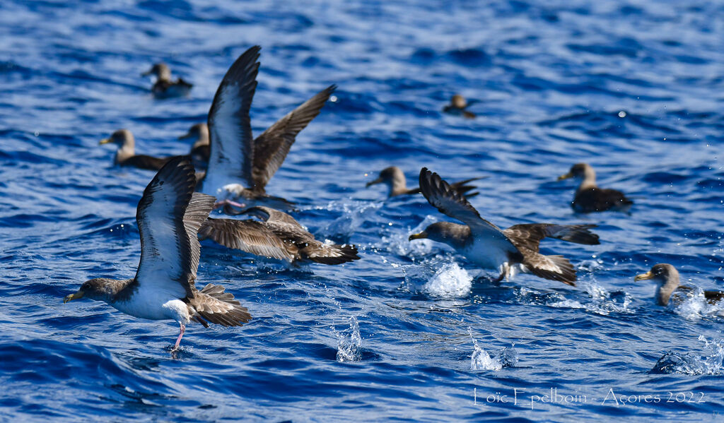 Cory's Shearwater