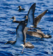 Cory's Shearwater