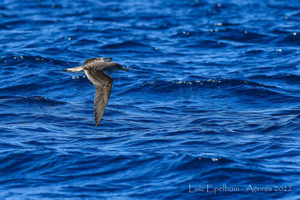 Cory's Shearwater