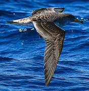 Cory's Shearwater