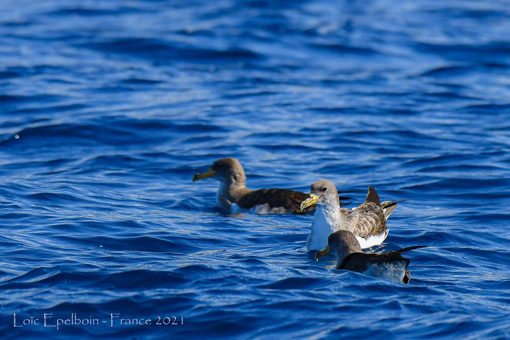 Cory's Shearwater