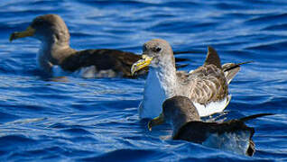 Cory's Shearwater