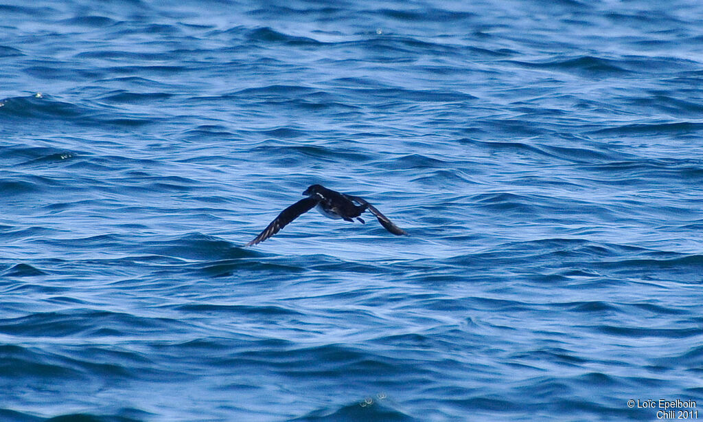 Peruvian Diving Petrel