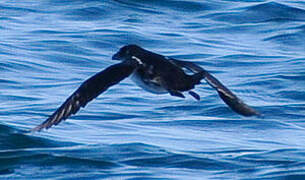 Peruvian Diving Petrel