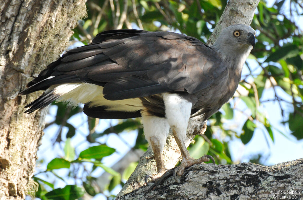 Grey-headed Fish Eagle