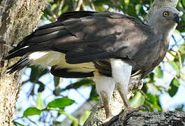 Grey-headed Fish Eagle