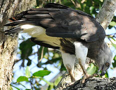 Grey-headed Fish Eagle