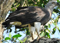 Grey-headed Fish Eagle