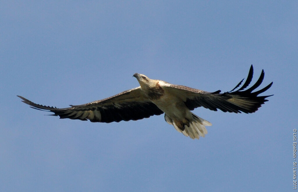 White-bellied Sea Eagle