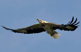 White-bellied Sea Eagle