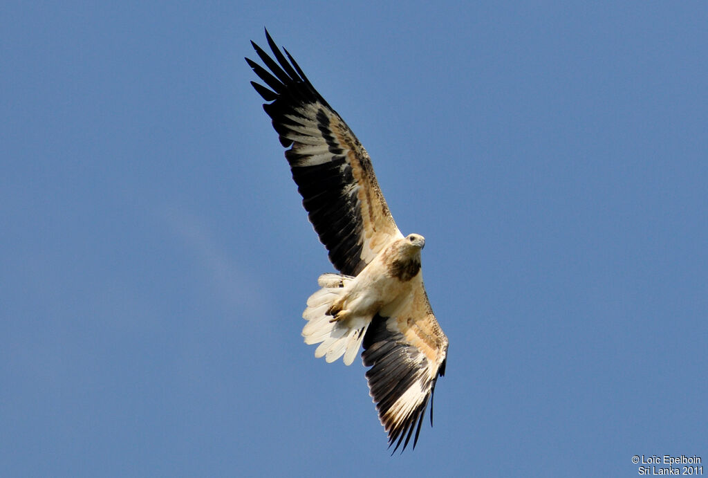 White-bellied Sea Eagle