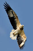 White-bellied Sea Eagle