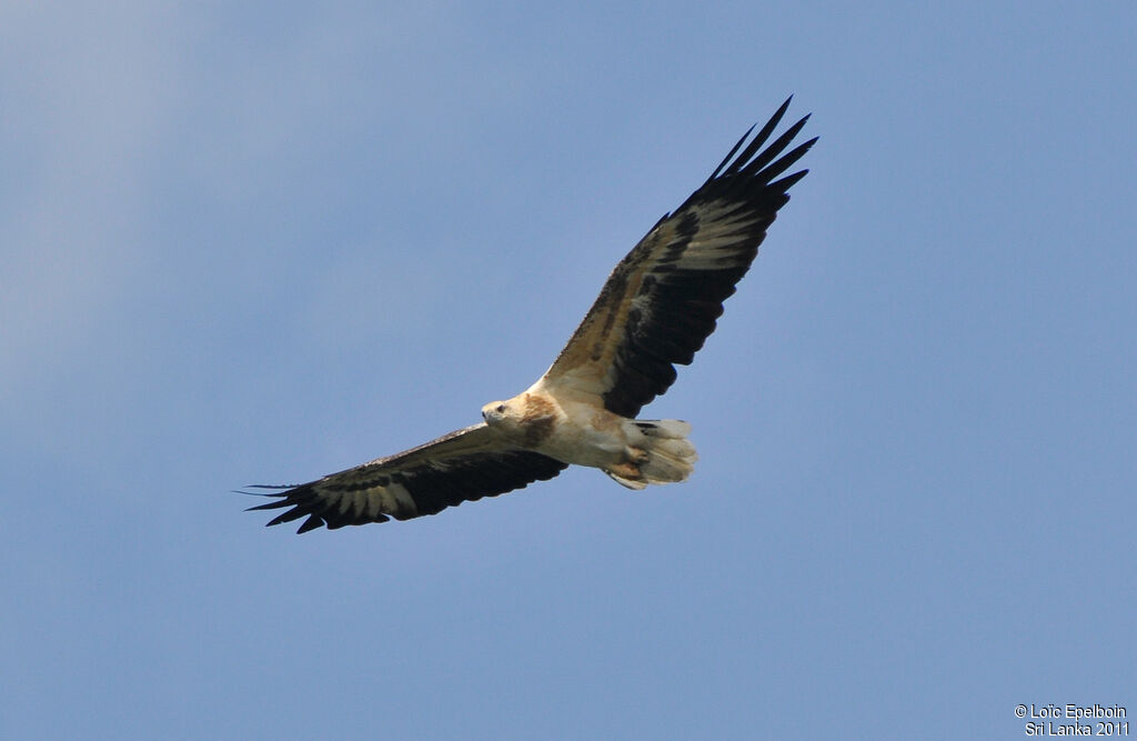 White-bellied Sea Eagle