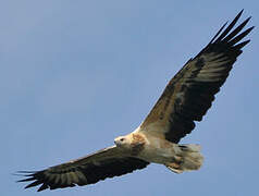 White-bellied Sea Eagle