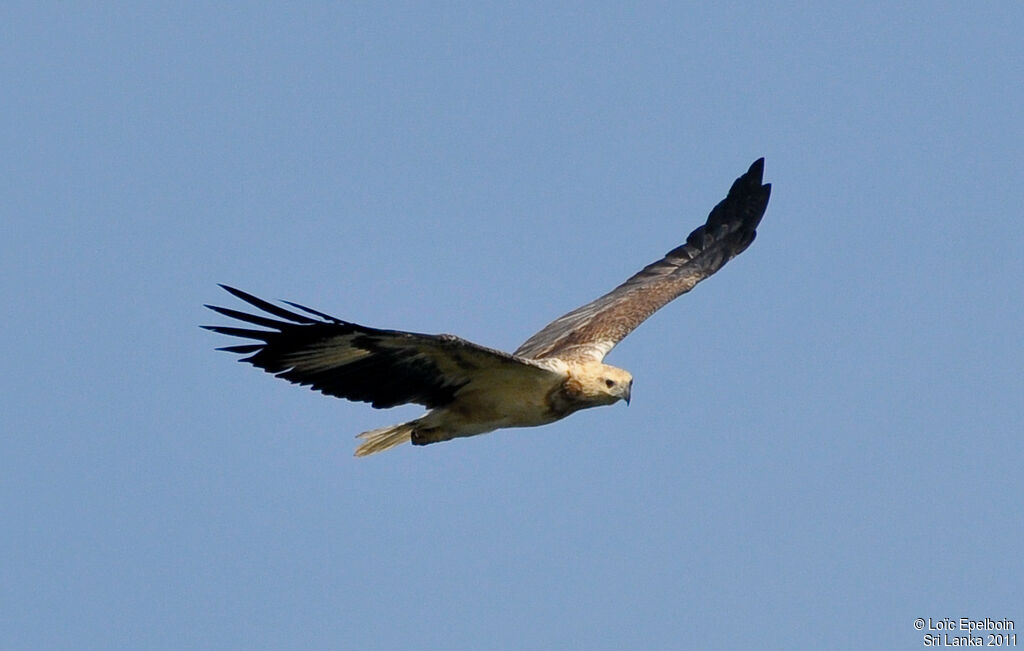 White-bellied Sea Eagle