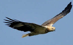 White-bellied Sea Eagle