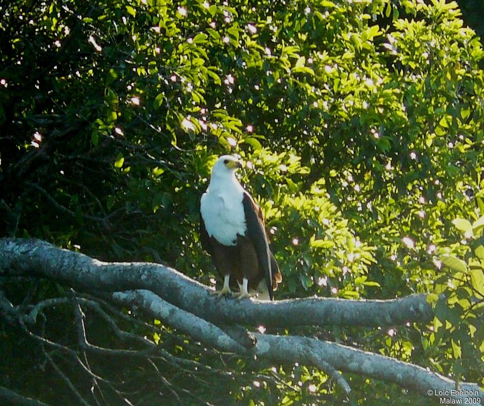 African Fish Eagle