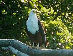 African Fish Eagle