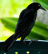 Great-tailed Grackle