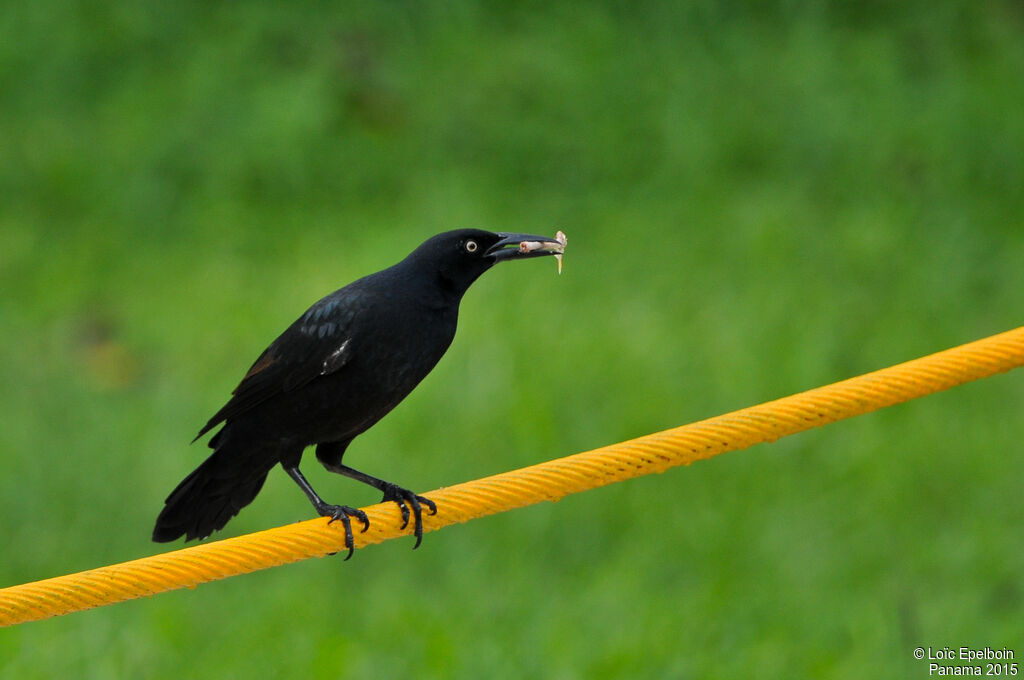 Great-tailed Grackle