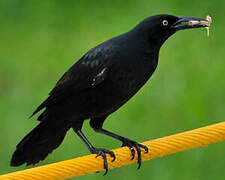 Great-tailed Grackle