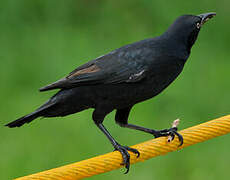 Great-tailed Grackle