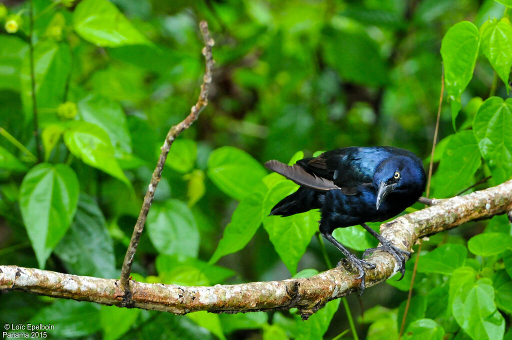 Great-tailed Grackle