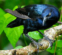 Great-tailed Grackle