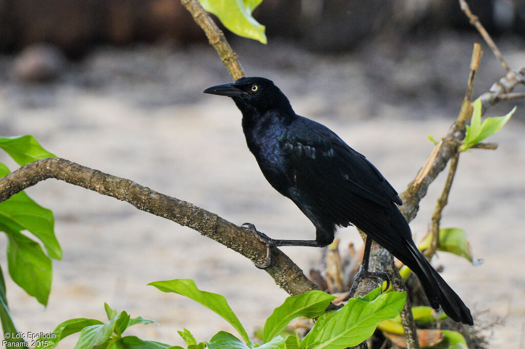 Great-tailed Grackle