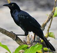 Great-tailed Grackle