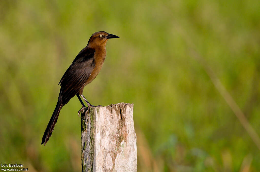 Great-tailed Grackle female adult, identification