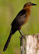 Great-tailed Grackle