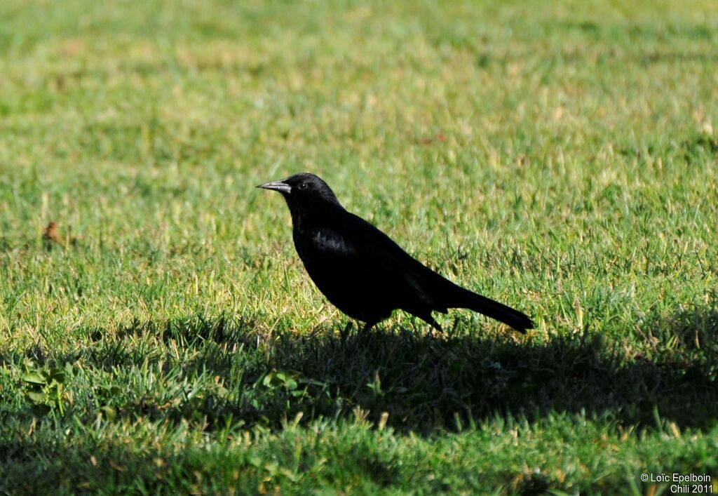 Austral Blackbird