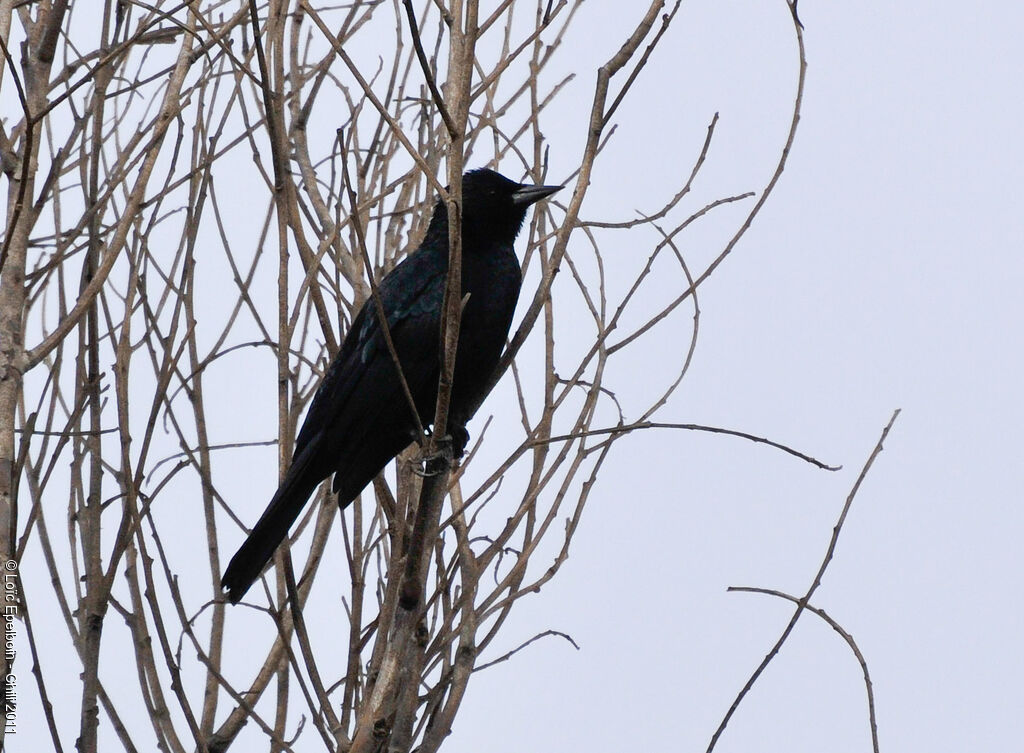 Austral Blackbird