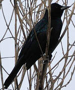 Austral Blackbird