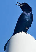 Boat-tailed Grackle