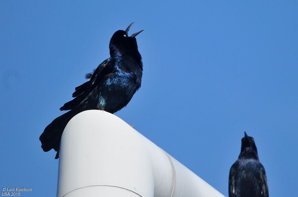 Boat-tailed Grackle