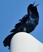 Boat-tailed Grackle