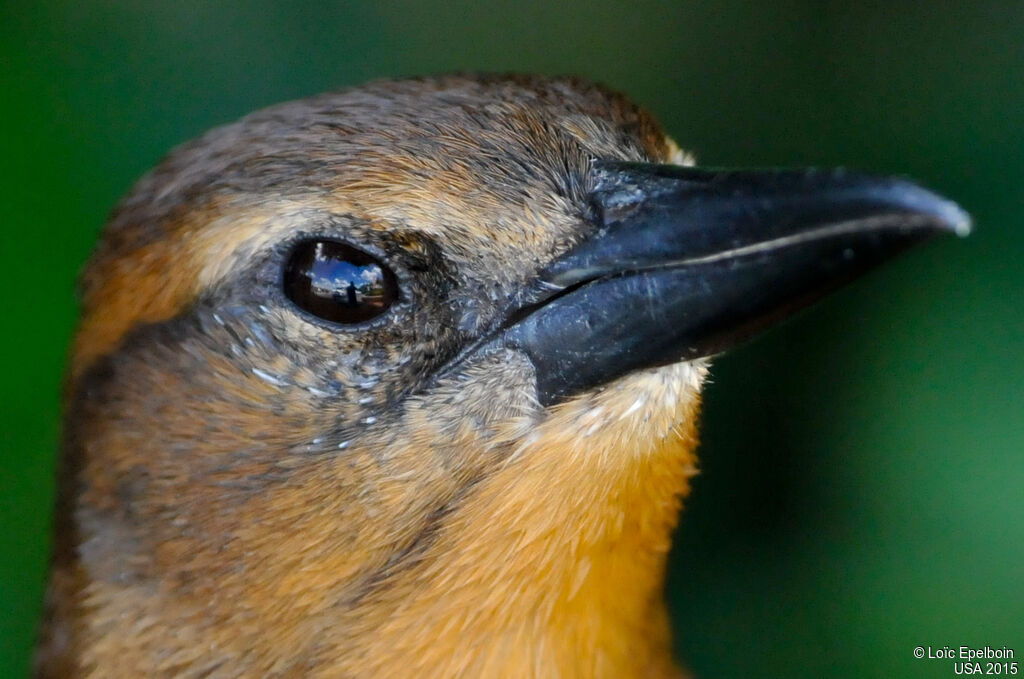 Boat-tailed Grackle