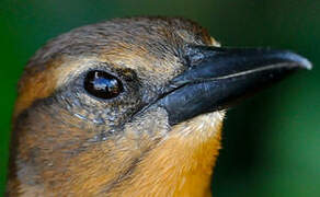 Boat-tailed Grackle