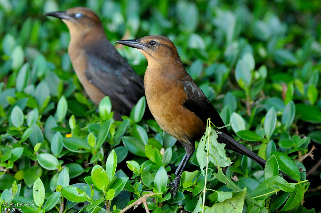 Boat-tailed Grackle