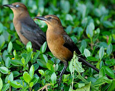 Boat-tailed Grackle