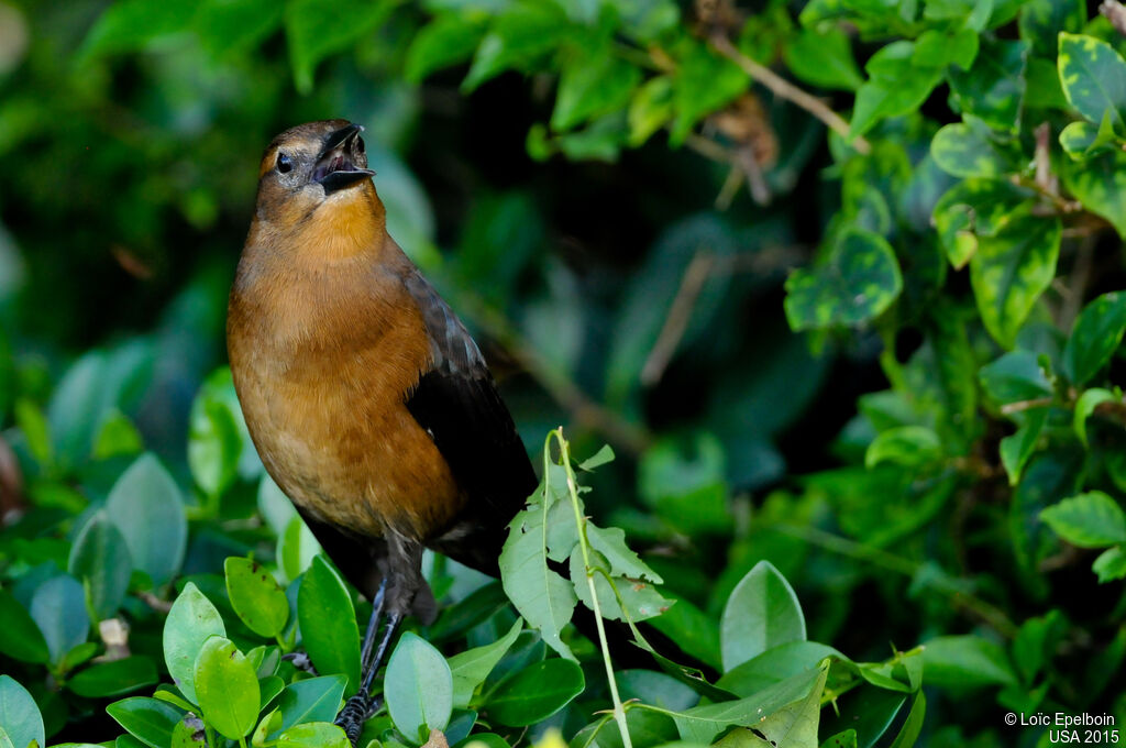 Boat-tailed Grackle