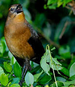 Boat-tailed Grackle