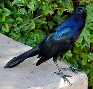 Boat-tailed Grackle